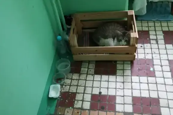 Найдена напуганная кошка на Дирижабельной улице в Долгопрудном