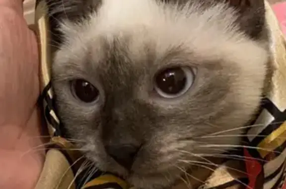 Потерянные животные Тольятти, фото: Пропала кошка на Юбилейной, 17 в Тольятти