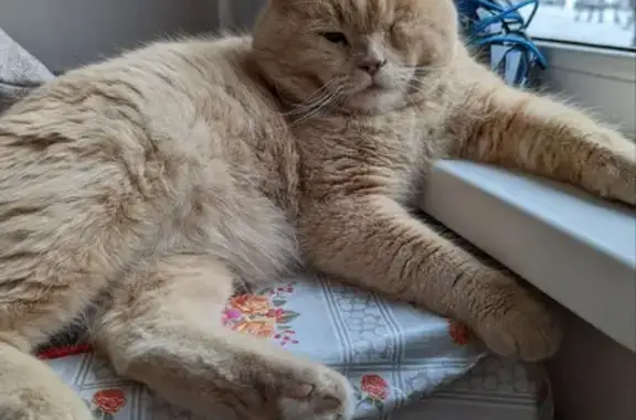 Кошки потеряшки, Санкт-Петербург, фото: Потеряшка кот на пр. Славы 7к1 (СПб)