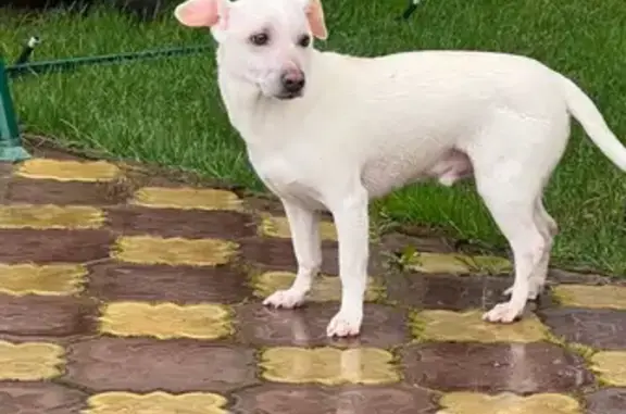 Собака Кобель найдена в Малаховке