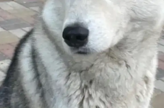 Найденные животные Ростов-на-Дону, фото: Найден чистый и послушный Сибирский хаски на 35-й линии в Ростове