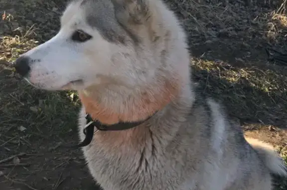 Пропала собака Хаски на улице Репинские пруды, Коломна