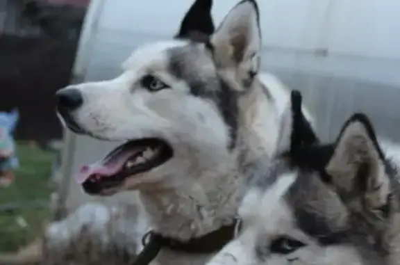 Собаки потеряшки, Завьяловский район, фото: Потеряшка Хаски на Первомайской