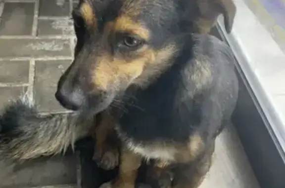 Найдена собака в Адлере, улица Гастелло, 27Б с1, Сочи