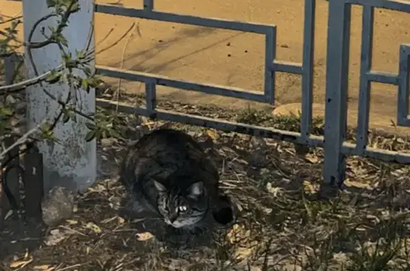 Найдена кошка на улице Мамина-Сибиряка, 104