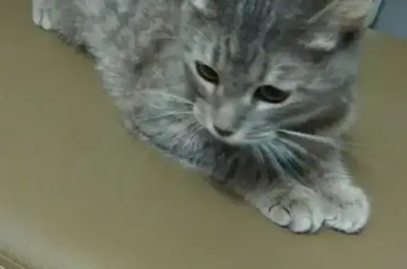 Найдена серая кошка с ошейником на ул. Спортивной, 23 в Щербинке