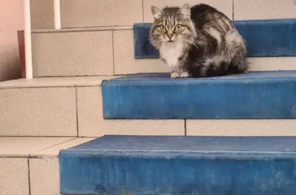 Найдена серая кошка на ул. Карла Маркса