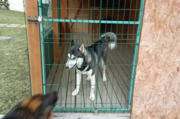 Собака найдена на Павловской, 53, Всеволожск