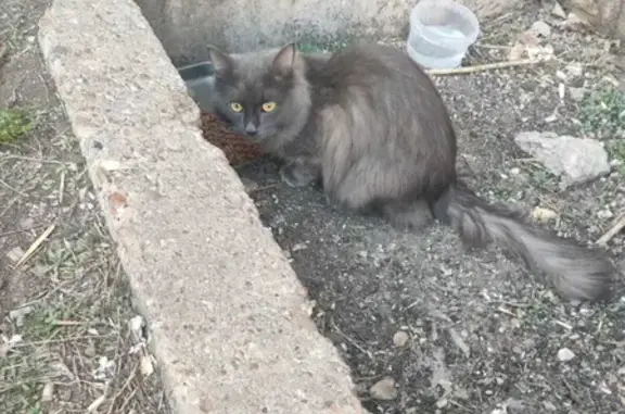 Найдена кошка на ул. Маршала Жукова, 5, Уфа