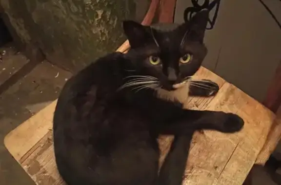Найден ласковый чёрный кот на Химградской, Пермь