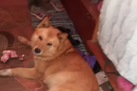 Собака найдена в Малых Колпанах: рыжий мальчик, без ошейника.