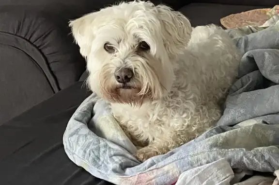 Найденные животные Тамбовский муниципальный округ, фото: Собака Йорк-Пудель найдена на Мичуринской ул. 331А