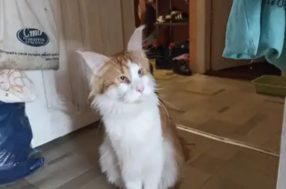 Найдена рыже-белая кошка Мейн-кун на улице Свободы, Киров