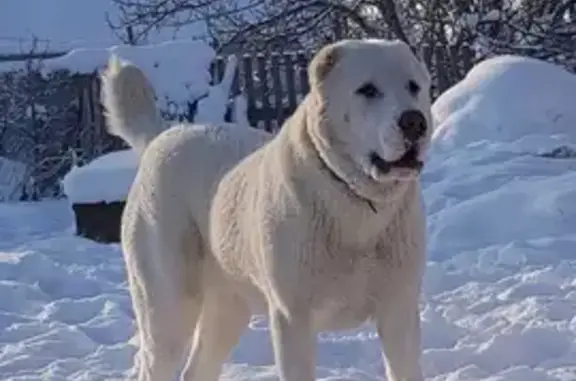 Пропала собака на Фабричном переулке, Новосибирск