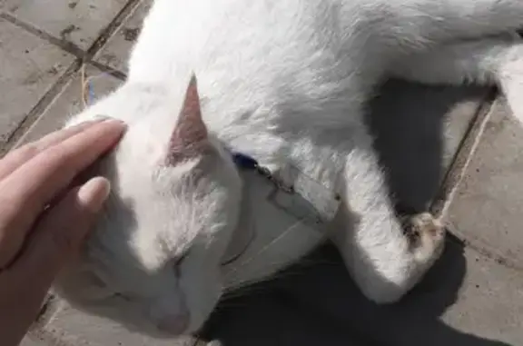 Найден белый кот возле работы в Набережных Челнах.