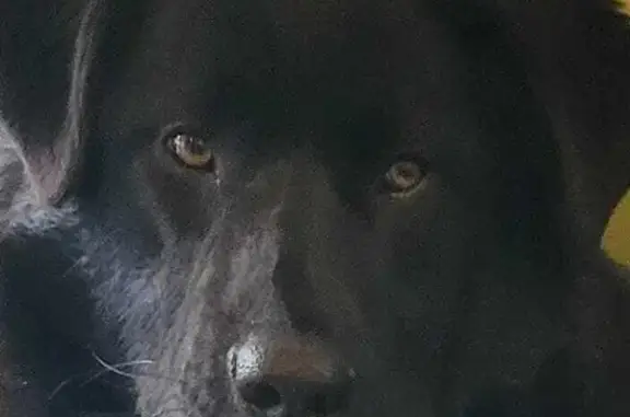Найдена собака на Коммунистическом проспекте, Голицыно