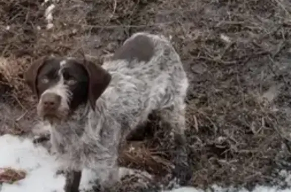 Пропала собака на Чапаева, 27 в Куйбышеве