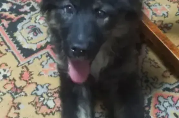 Собаки потеряшки, Тверь, фото: Потеряшка собака 