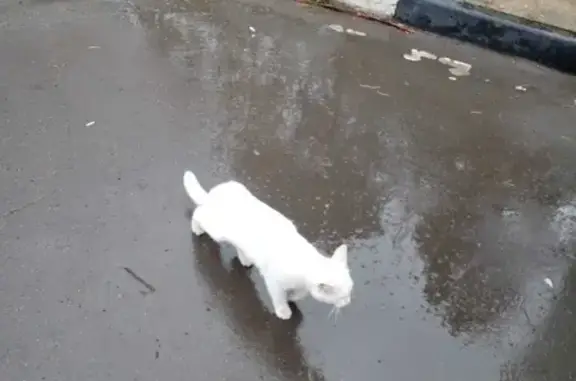 Найдена хромая белая кошка на автозаправке в Московской области