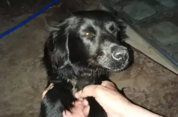 Найдена собака, Село Растопуловка, фото: Найдена собака в Растопуловке, черный спаниель с белой грудкой