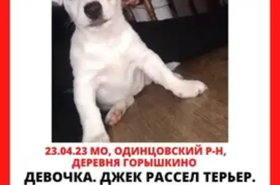 Пропала щенок породы джек-рассел в Горышкино, Московская область 🆘