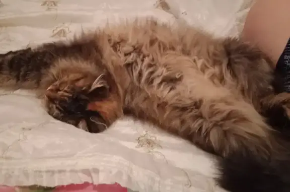 Потерянные животные Уфа, фото: Пропала кошка Муся возле Российской 169, Уфа