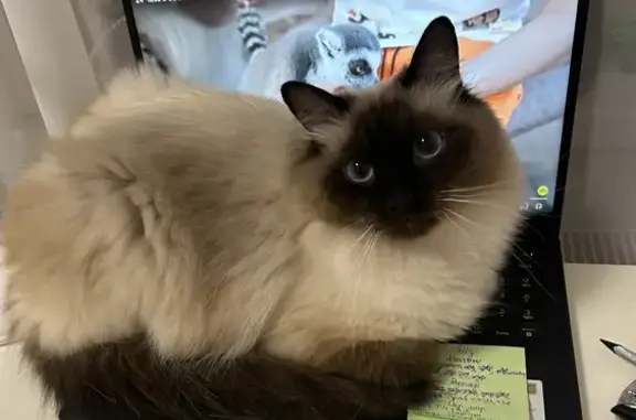 Кошки потеряшки, Киров, фото: Потеряшка кошка Султан на ул. Архитектора Зянкина, 7, Киров