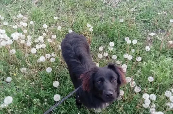 Найден щенок-спаниель в Растопуловке