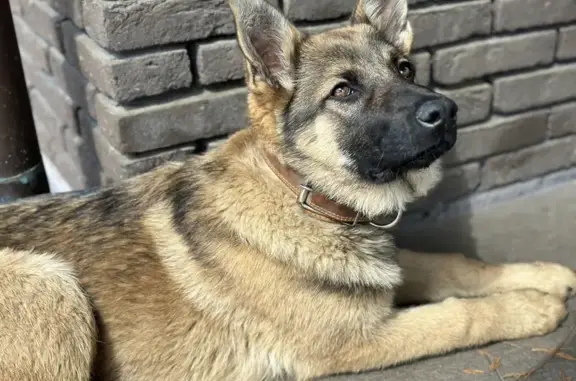 Найдена собака на Осташковском шоссе, Бородино/Ховрино