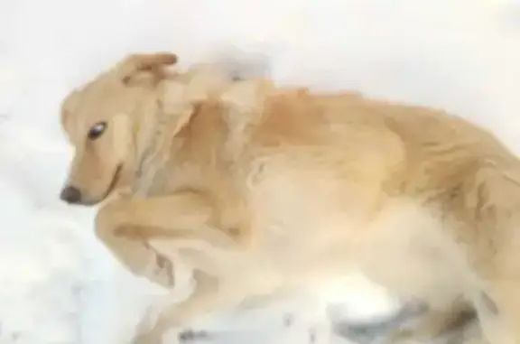 Пропала собака Джесси в Нижнедевицке, Воронежская область