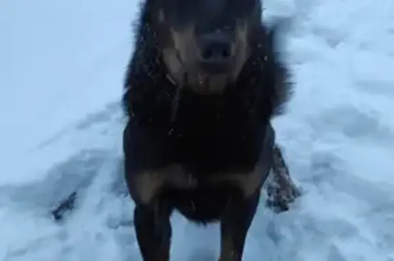 Пропала собака породы босерон в Красноярском крае