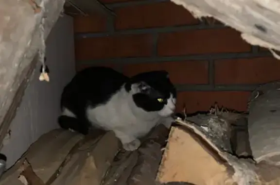 Найдена кошка на Красного Пожарника, 22А, Томск
