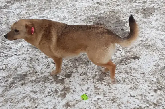 Найдена собака на Омской улице ищет дом
