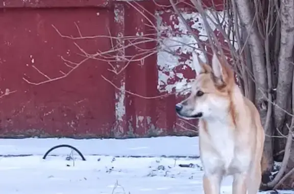 Найдена собака Терри на улице Победы, Северск - нужна передержка!