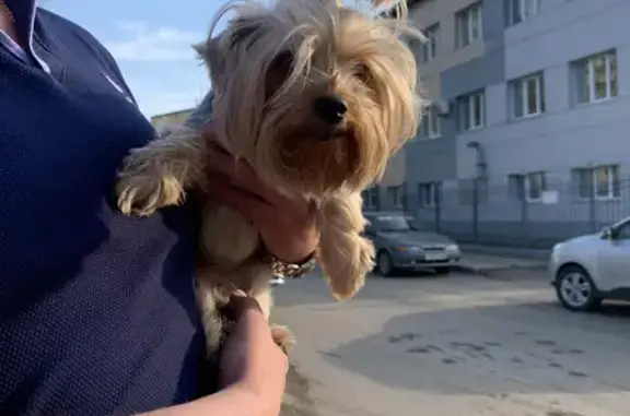 Найдена собака на ул. Некрасова 65, Киров