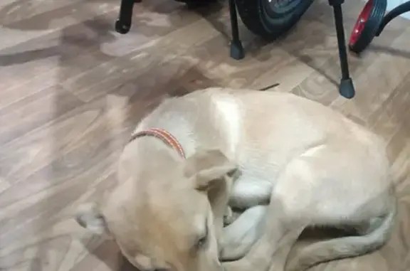 Найдена собака на Малом зелёном кольце