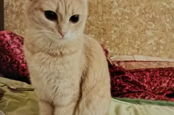Пропала кошка Буся в Воронеже на пер. Земнухова