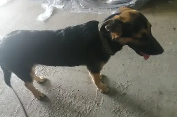Найдена собака в гараже на Пролетарке, Саратов