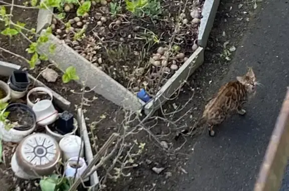 Бенгальская кошка найдена в Андреевском переулке, СПб