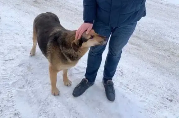 Пропала собака в СПб, вознаграждение гарантировано!
