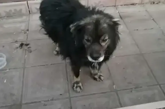 Найдена добрая собака на улице Володарского, 13, Оренбург