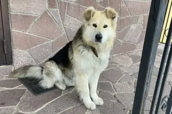 Пропала собака Коробок на Полярной улице