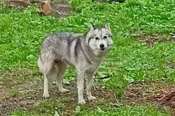 Найдена собака, Московская область, фото: Собака и щенки в СНТ на Новорижском шоссе