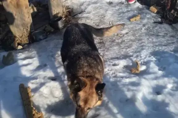 Собака ищет дом на ул. Володарского, Наро-Фоминск