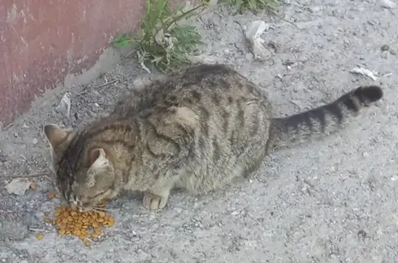 Найдена кошка на ул. Н. Ковшовой, Уфа