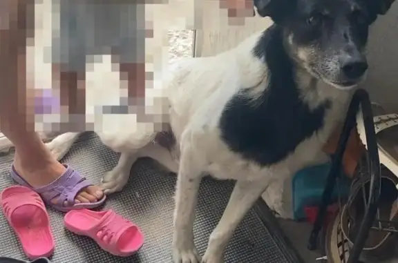 Пропала собака на Заводской улице, Симферополь