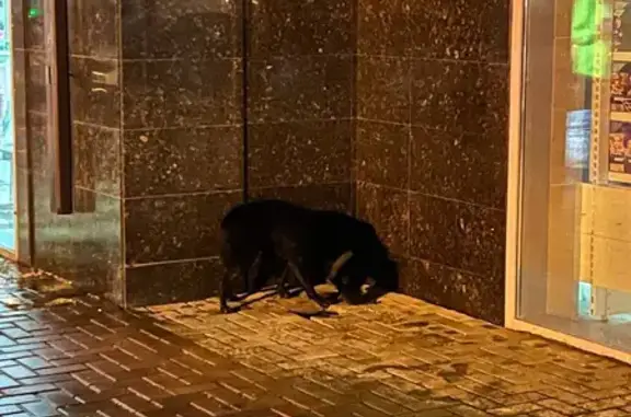 Найдена собака на Фигурной улице, 12/1, Сириус.