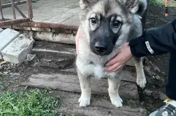 Собака найдена на Московской, Кострома
