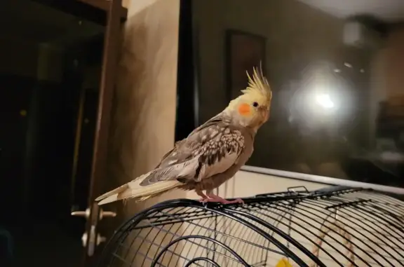 Объявления о пропавших и найденных животных, Сергиев Посад, фото: Пропала птица на СНТ 