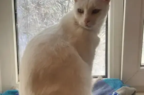 Кошки потеряшки, Санкт-Петербург, фото: Потеряшка глухая белая кошка на Гладкова, 39 (СПб)